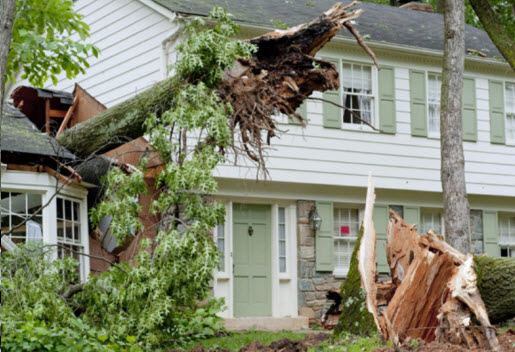 Emergency Tree Servicedayton Tree Removal Trimming Stump Grinding Removal